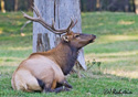 Cervus elaphus roosevelti Merriam